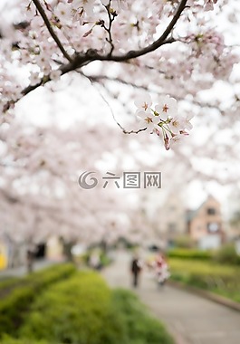 花,白,花瓣