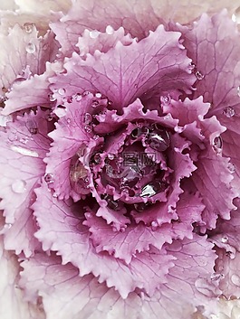 winterkohl,科爾,觀賞白菜