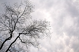 樹,單色,景觀