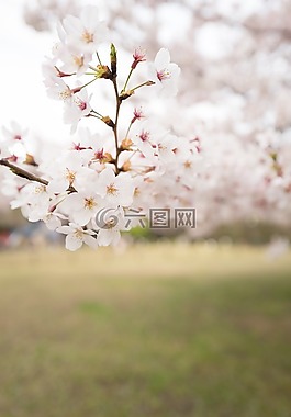 花,白,花瓣