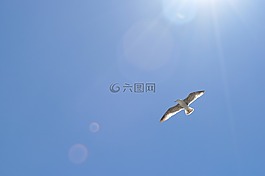 海鷗,假期,海灘