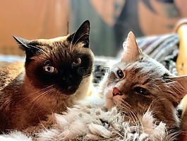 貓,對,動物