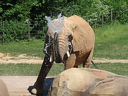 象,哺乳動(dòng)物,動(dòng)物園