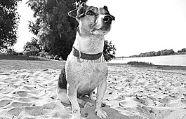 狗,小獵犬,海灘