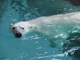 北極熊,動物園,熊
