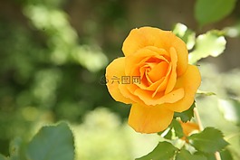 玫瑰,鮮花,春天