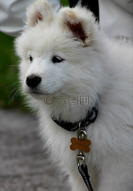 狗,小狗,白