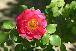玫瑰,玫瑰藤,鮮花
