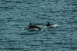水,priroda,海洋