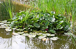 葉水,植物,性質(zhì)
