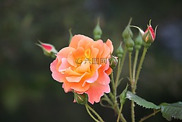 玫瑰,玫瑰藤,鮮花