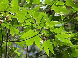 葉,綠色,樹