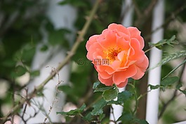 玫瑰,玫瑰藤,鮮花