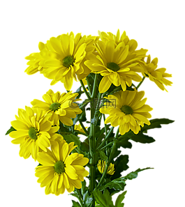 花,廠,花束