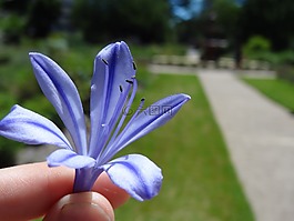 花,藍(lán)色,宏