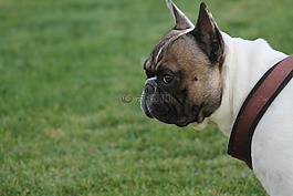 狗,寵物,法國(guó)斗牛犬