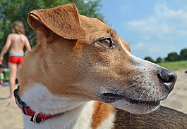 狗,小獵犬,海灘