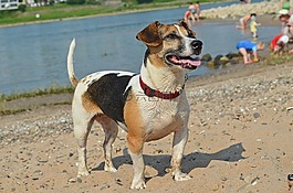 狗,小獵犬,海灘