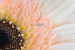 germini,非洲菊,花商