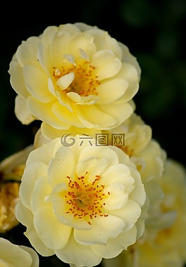 玫瑰,黃色,花
