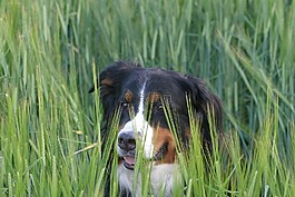 狗,berner 森嫩狗,草地