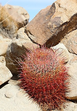 仙人掌,加州每桶仙人掌,ferocactus cylindraceus