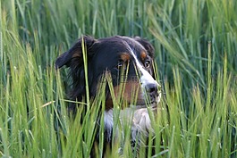 狗,berner 森嫩狗,草地