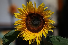 太陽花,花,花園