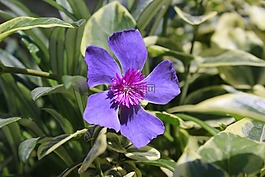 花,紫,鮮花