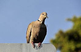 鴿子,鳥(niǎo),動(dòng)物