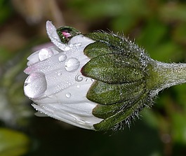 性質(zhì),花,瑪格麗特