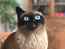 猫,蓝色的眼睛,肖像