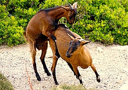 山羊,動物,生物