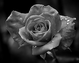 玫瑰,雨點(diǎn),黑