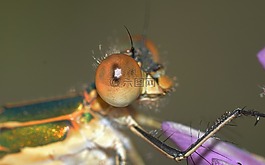 蜻蜓,lestes,sponsa