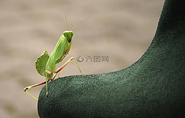 螳螂,sphodromantis lineola,sphodromantis