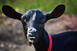 山羊,動物,哺乳動物