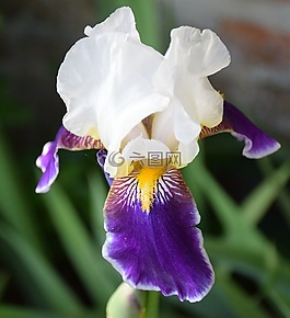 虹膜,花,性質(zhì)