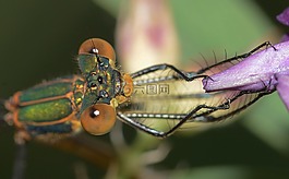 蜻蜓,lestes,sponsa