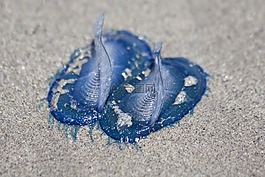 水母,藍(lán)色,海灘
