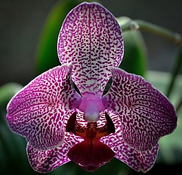 蘭花,花,紫色