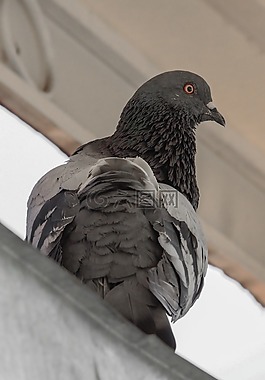 鴿子,鳥,動物