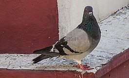 鳥,鴿子,性質(zhì)