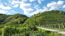 葡萄園,多瑙河周期的路徑,秋季