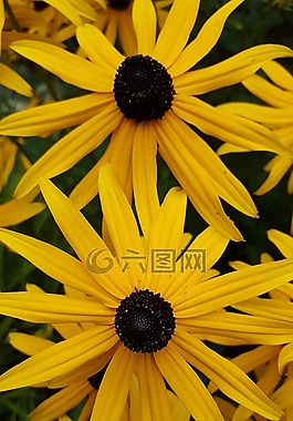 花園,花,黃色