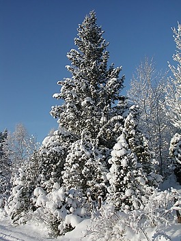 森林,雪,冬天