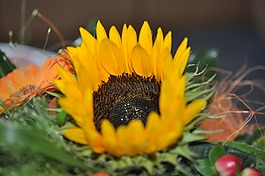 太陽花,花,性質(zhì)