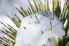 雪仙人掌,冬天,沙漠