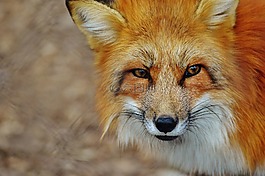 ?？怂?wildpark 地點(diǎn),動(dòng)物