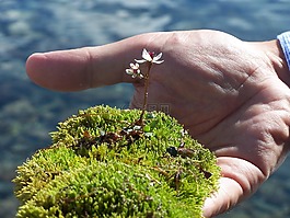 苔,花,美味